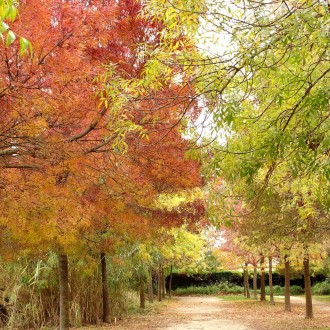 24 Automne Parc Chico Mendes